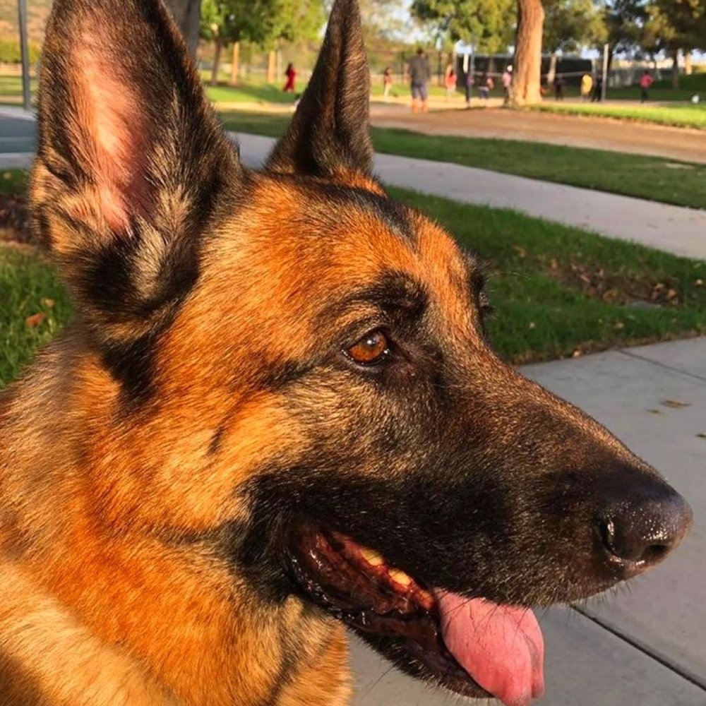 Meet your Posher, Bluestratos21